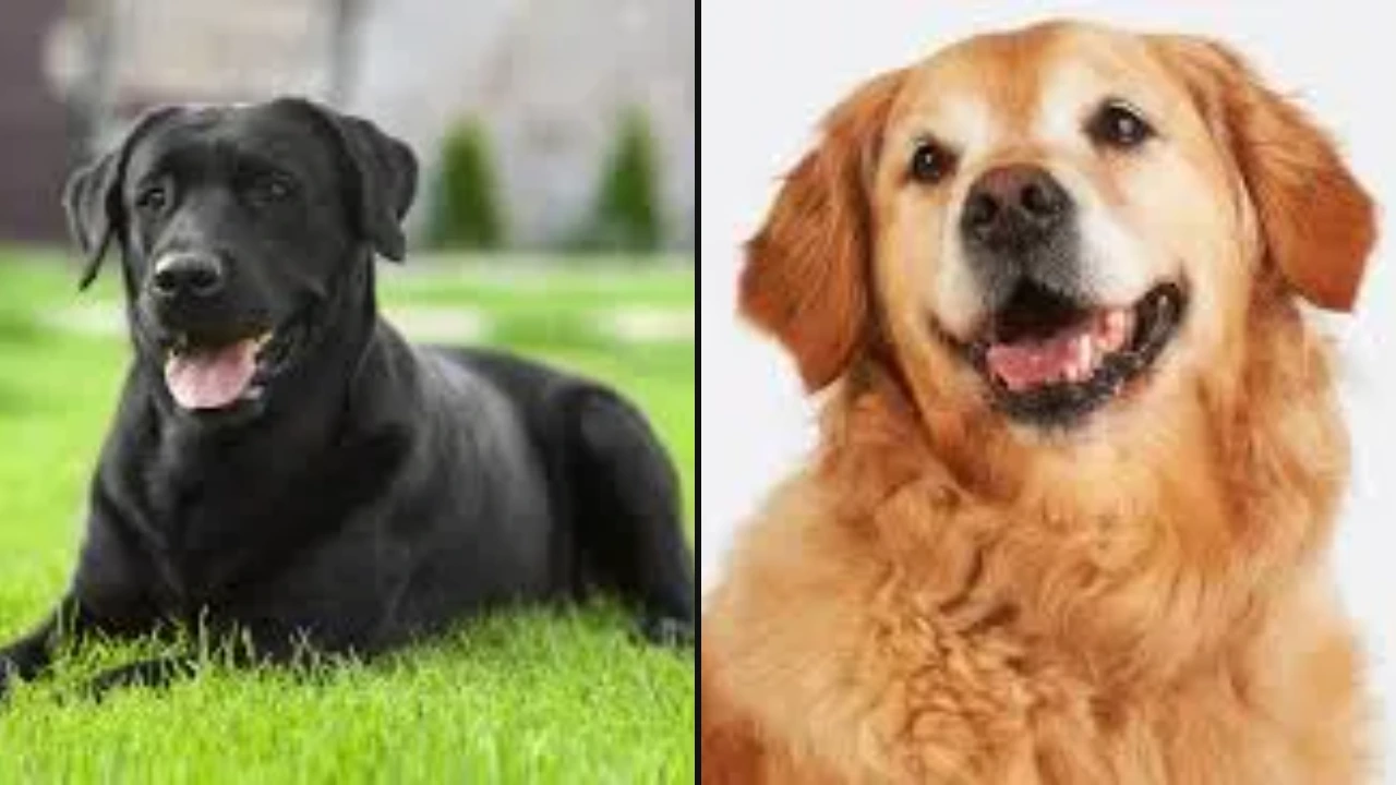 Would You Rather: Dog Edition