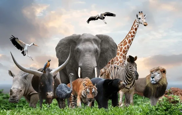 How Much Do You Know About Animals?